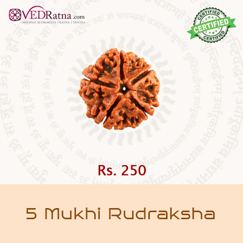 5 mukhi rudraksha